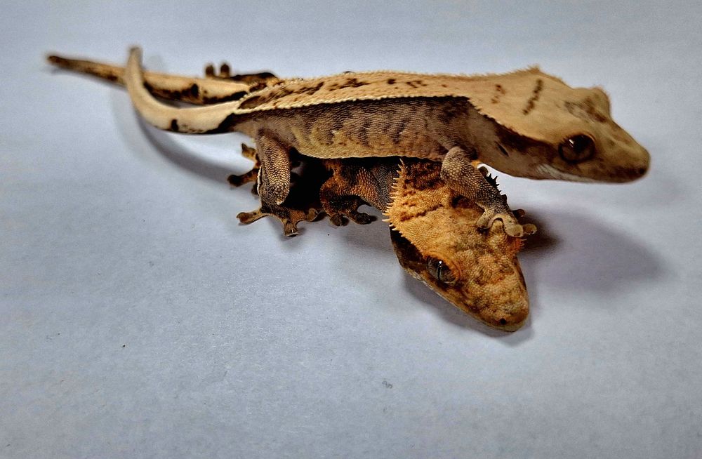 Gekon lamparci samce