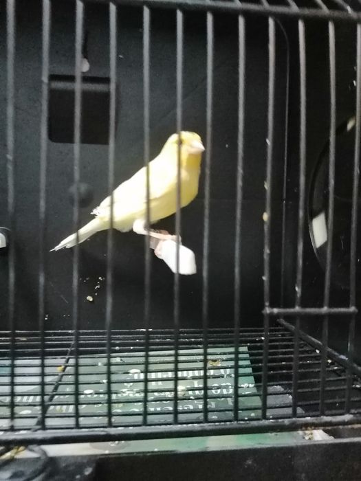 Canários timbrados espanhol