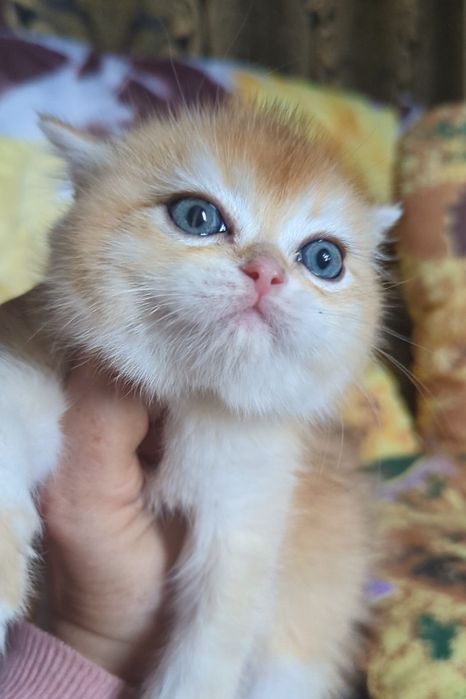 Яскрава золота дівчинка