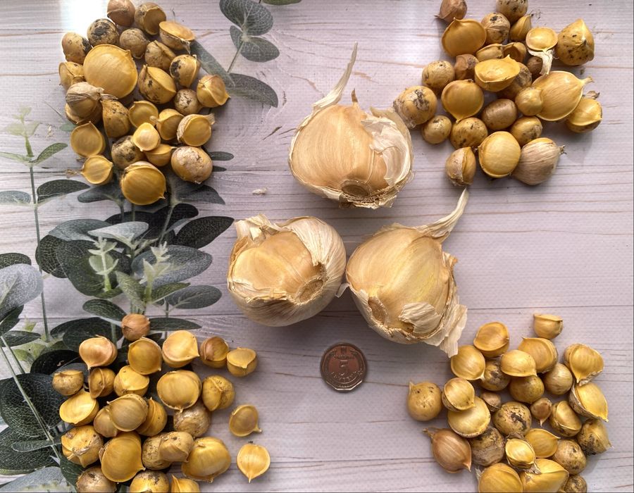 Рокамболь дітки слоновий часник