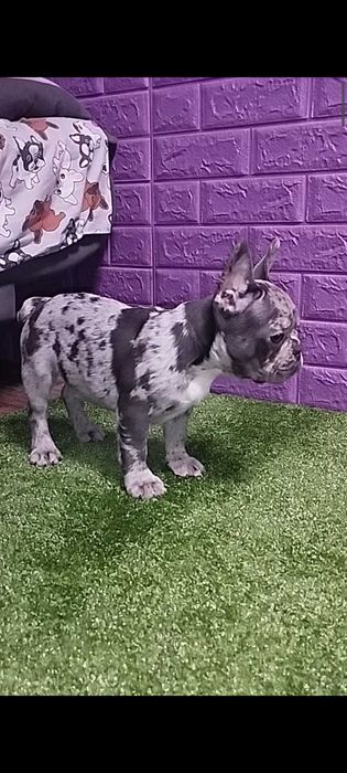 Маленький хлопчик в мерле окрасі