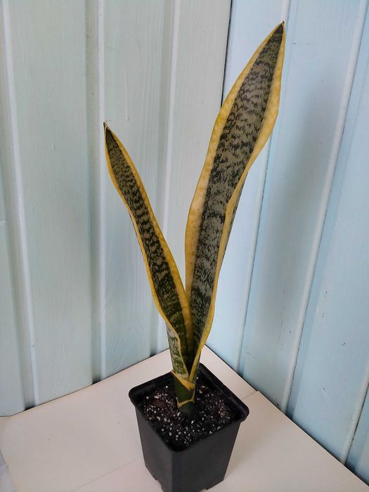 Сансевиерия Муншайн Голден флейм Лауренти Бонселенсис Самурай