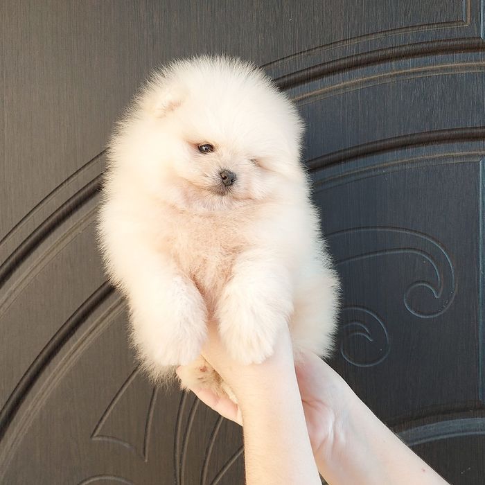 Boys Цуценята Померанського Шпіца Boys