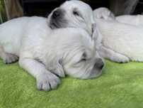 Piesek Golden Retriever ZKwP FCI