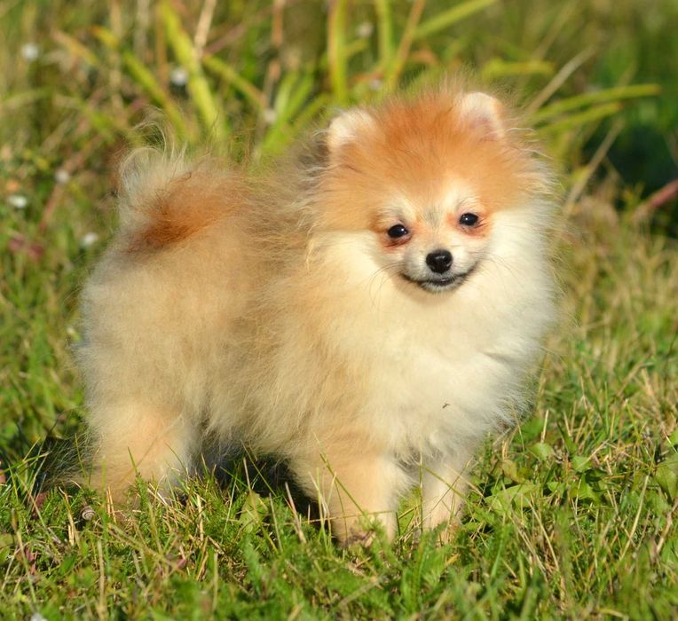 Szpic Miniaturowy Pomeranian śliczny piesek Wolt ZKwP FCI rodowód