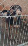 Henia do adopcji