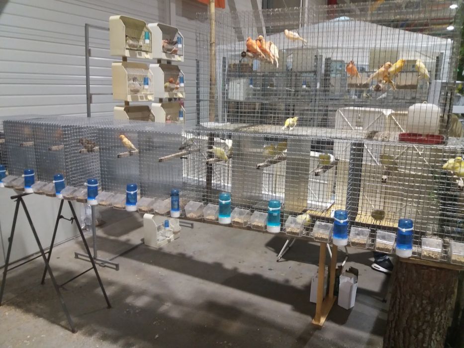 Lote de gaiolas/viveiros