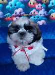 Shih Tzu pieski o wielopokoleniowym rodowodzie