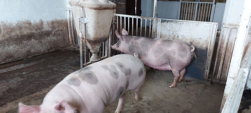 Продам ферму хозяйство ранчо