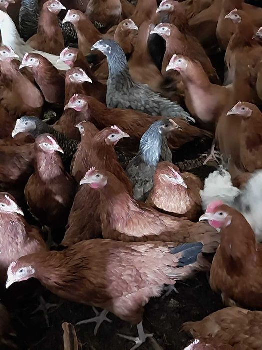 KURY nioski młode z pierwszym jajkiem ! Rossa Messa Leghorn Sussex !