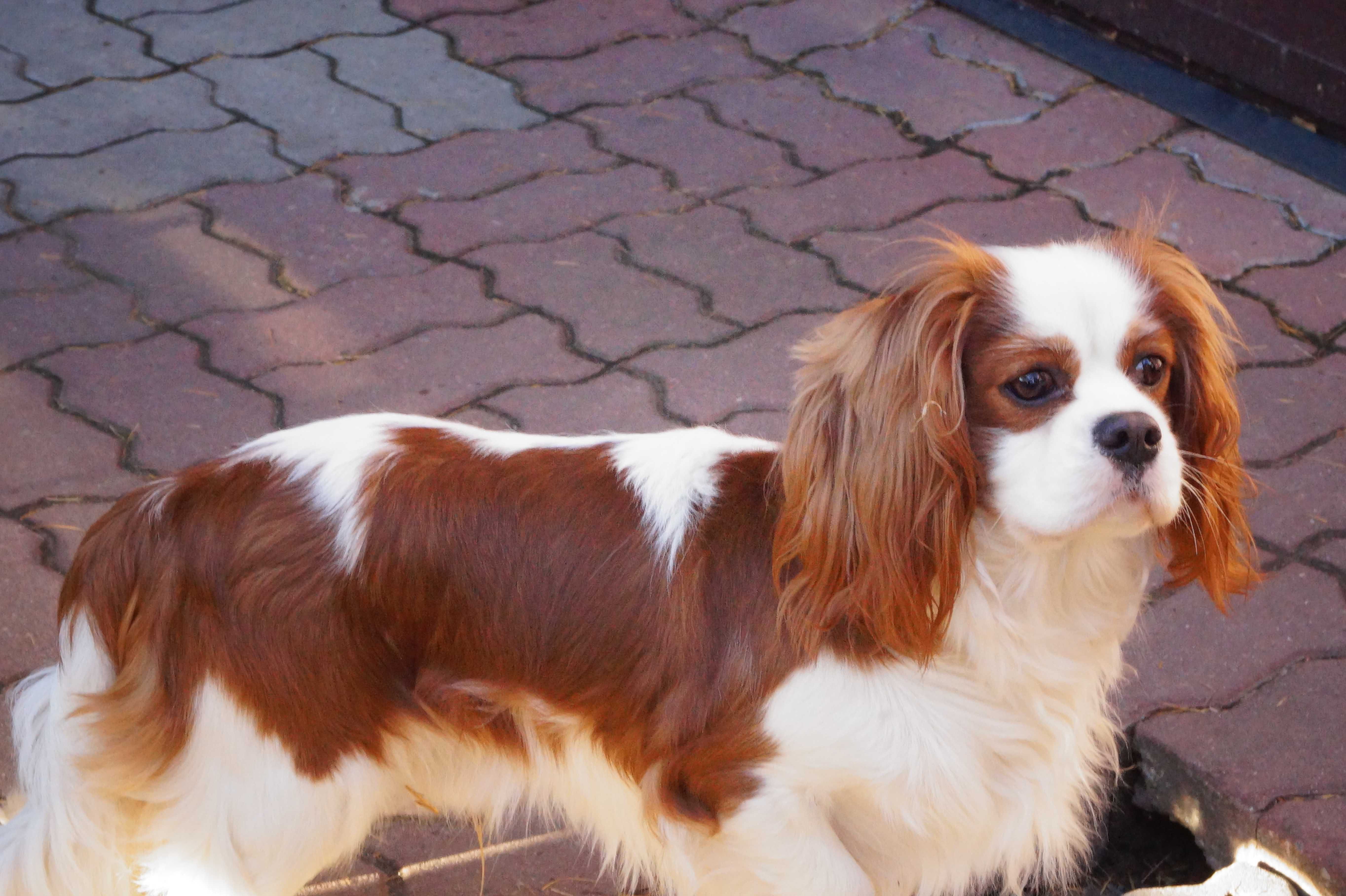 cawalier king charles spaniel