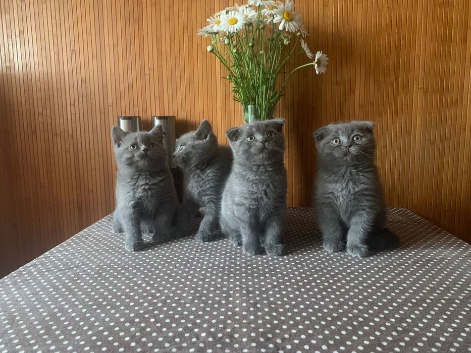 Котята британцы.