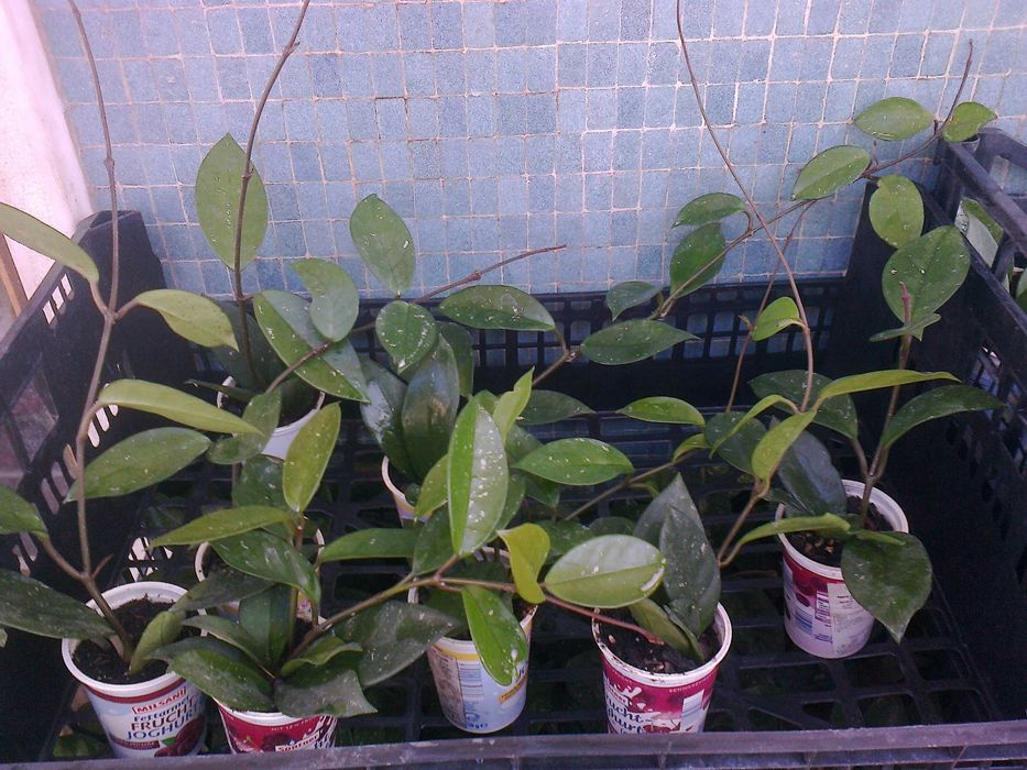 Flor-de-cera (planta natural)