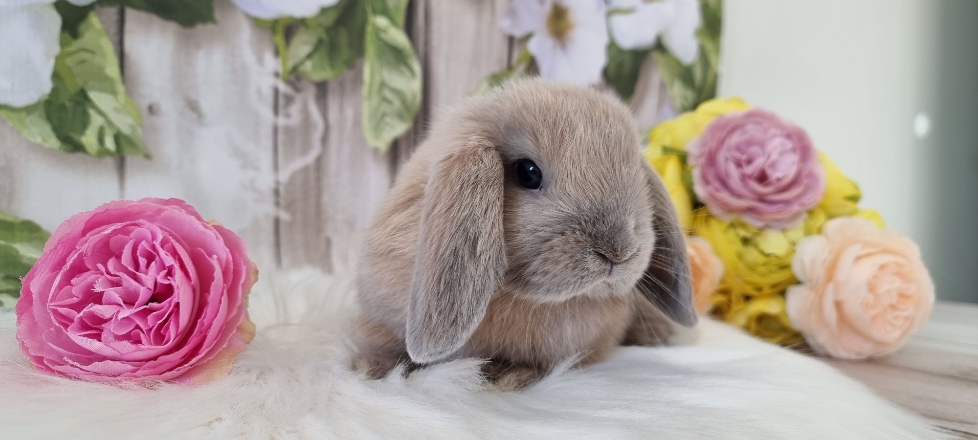 Mini lop śliczne maluchy gotowe do odbioru