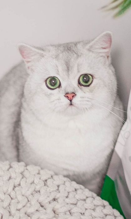 Срібна шиншила. Британські кошенята