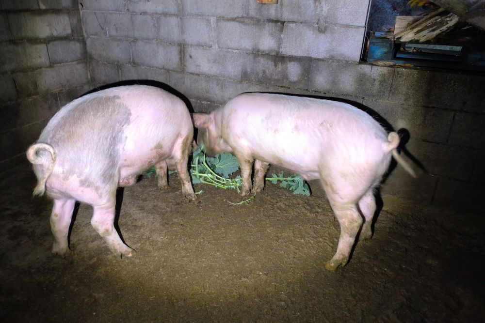 Porcos gordos para venda