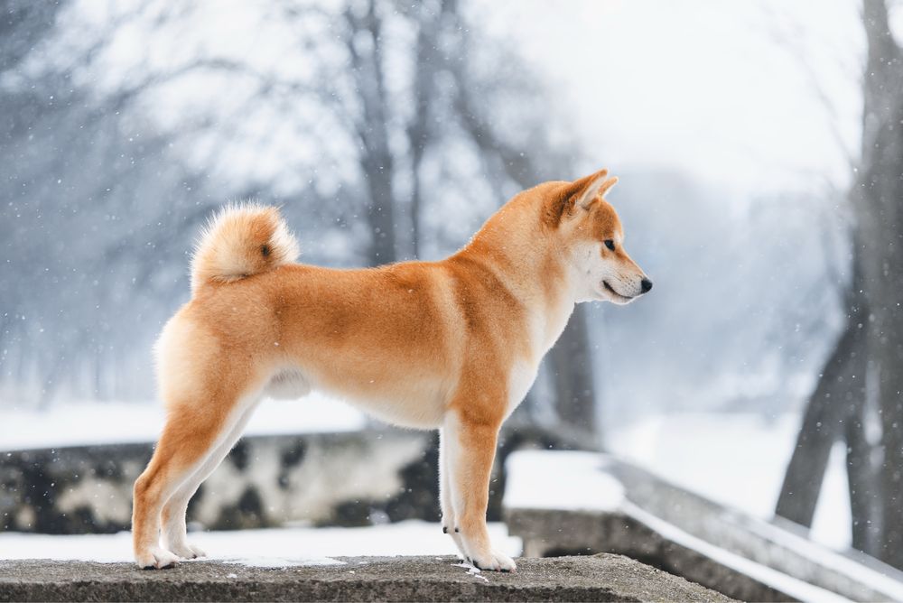Вʼязка шиба іну. Shiba inu