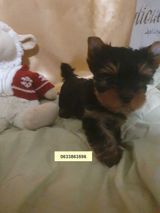 Йорки з паспортом. Київ.