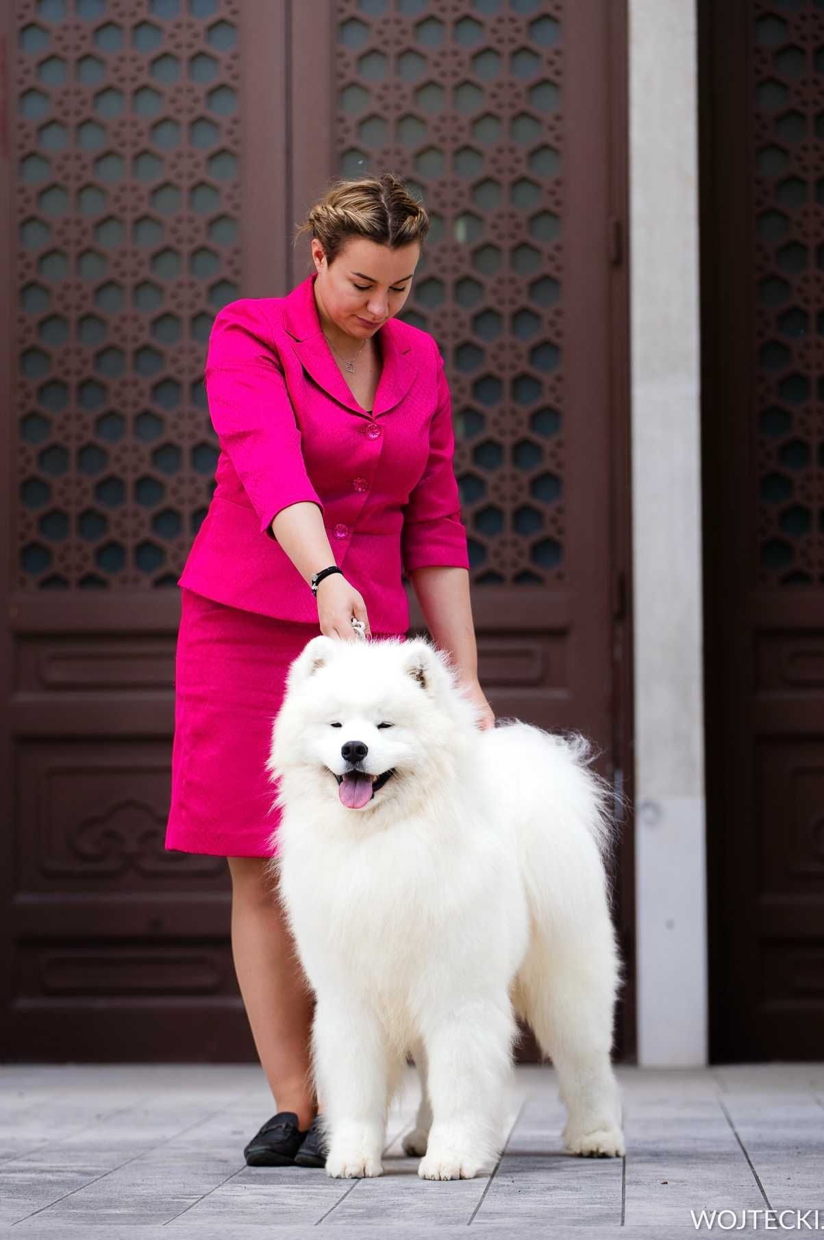 Samoyed FCI ZKwP szczenię ostatni szczeniak pies chłopiec szczeniaczek
