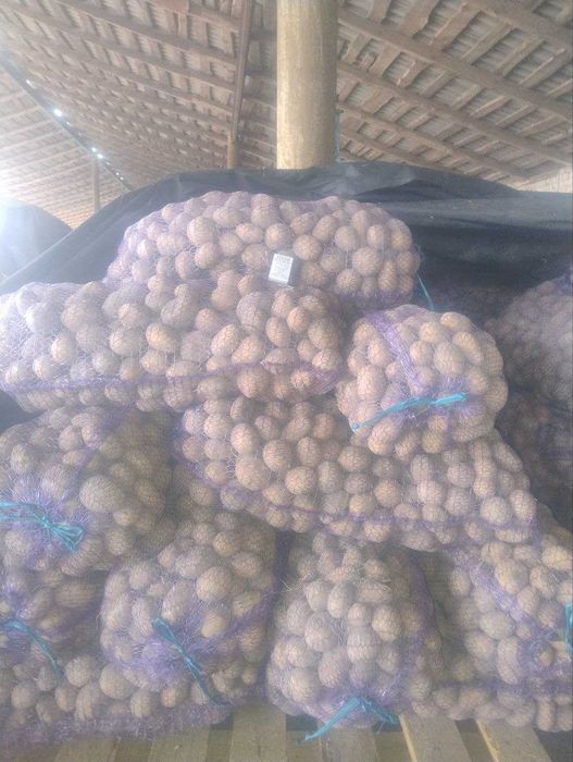 Продам картоплю насінневу 22т, ціна договірна
