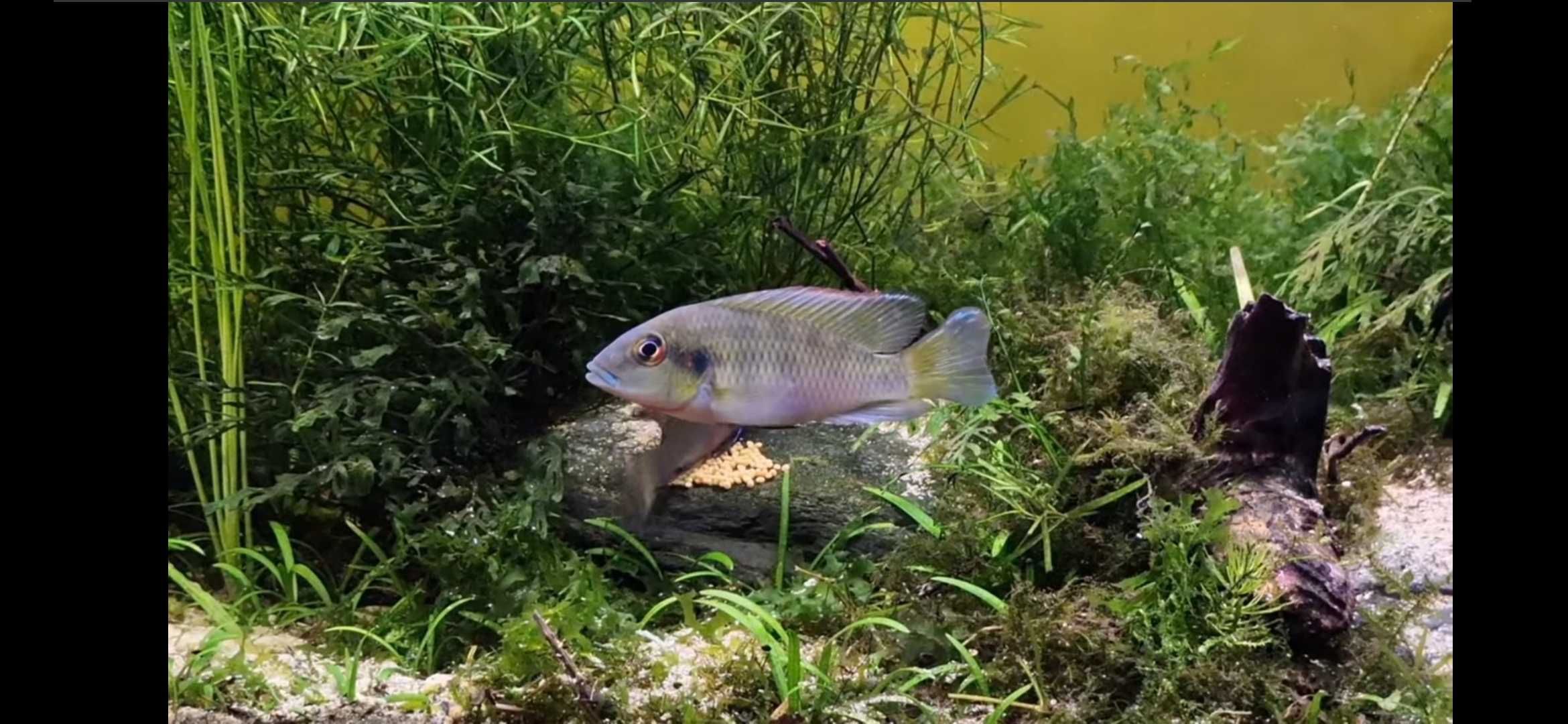 Casal Chromidotilapia guntheri