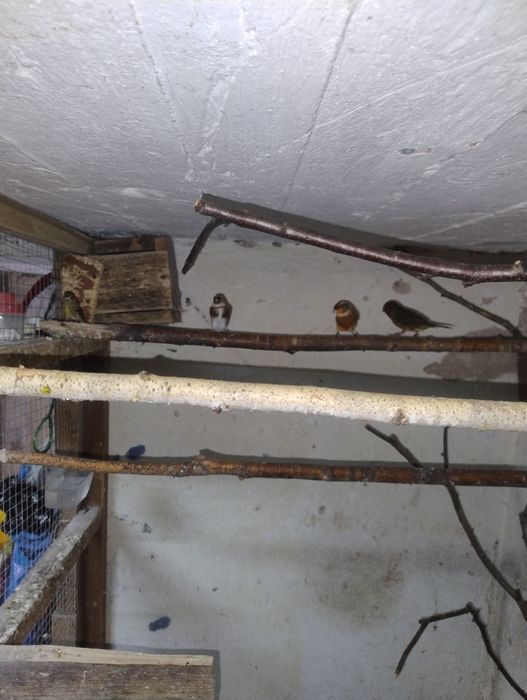 Sprzedam papugi faliste