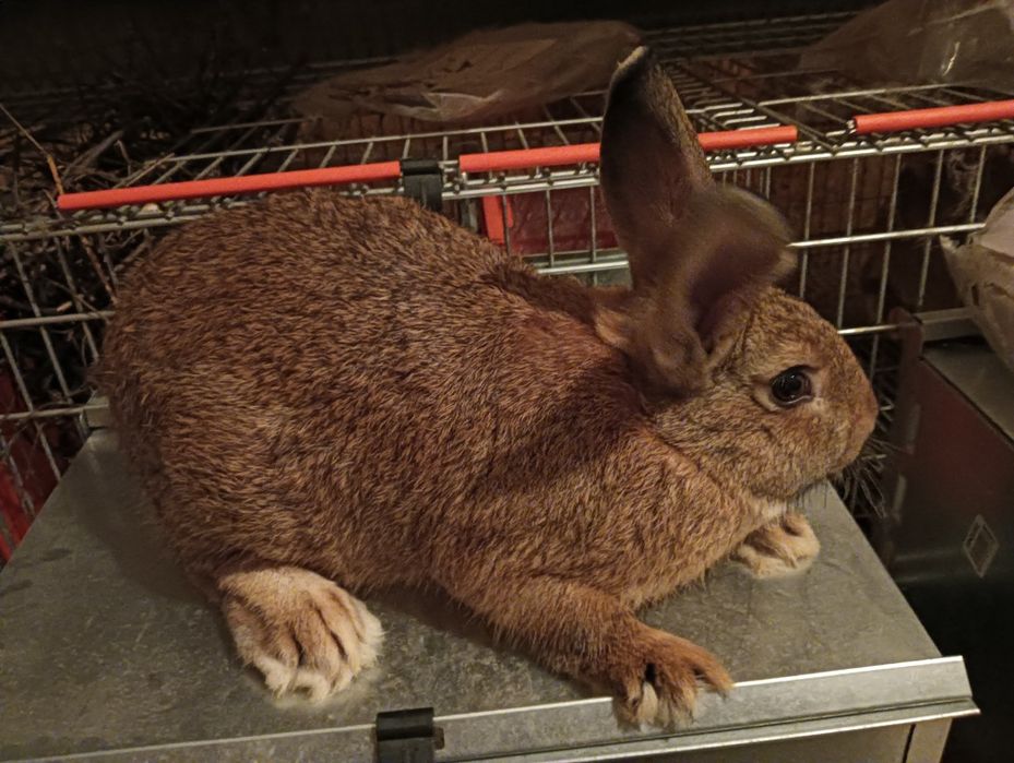 Coelhos de várias raças