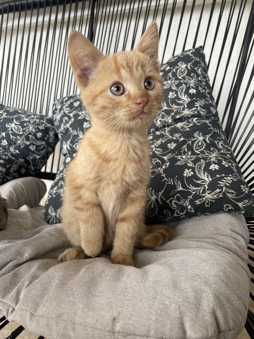 Urocze kociaki szukają kochających domów