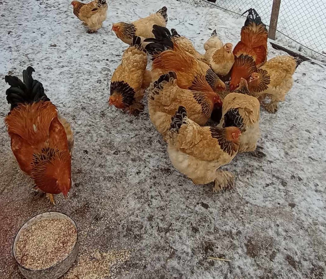Продаються яйця курей Палива Брама