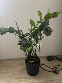 Zamioculcas sprzedam