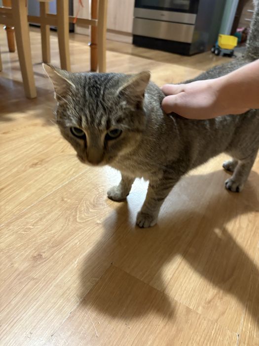 Roczny kocur szuka domu