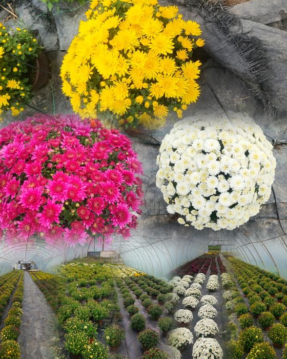 Chryzantemy drobnokwiatowe