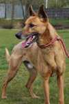 031474 Nemo do adopcji