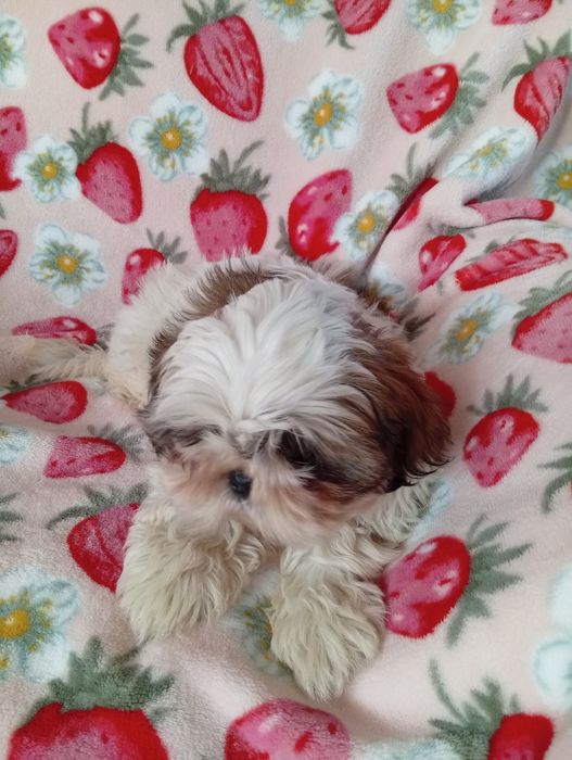 Shih tzu  sunia  śliczna