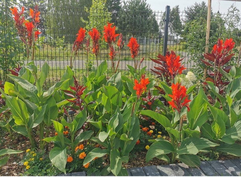 Paciorecznik kanna zestaw 10 szt canna