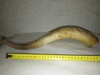 Corno natural antigo