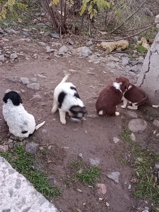 Отдам щенков в хорошие руки