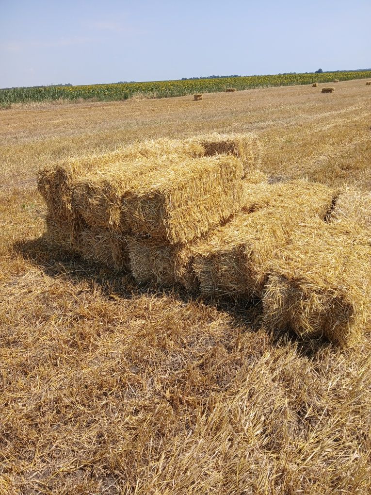 Продам тюки соломи ячна