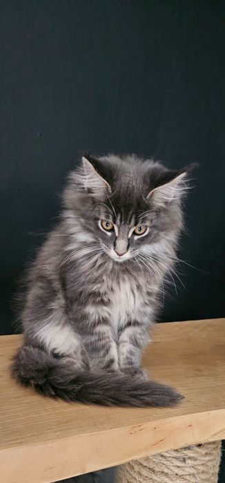 Kocurek Maine coon
