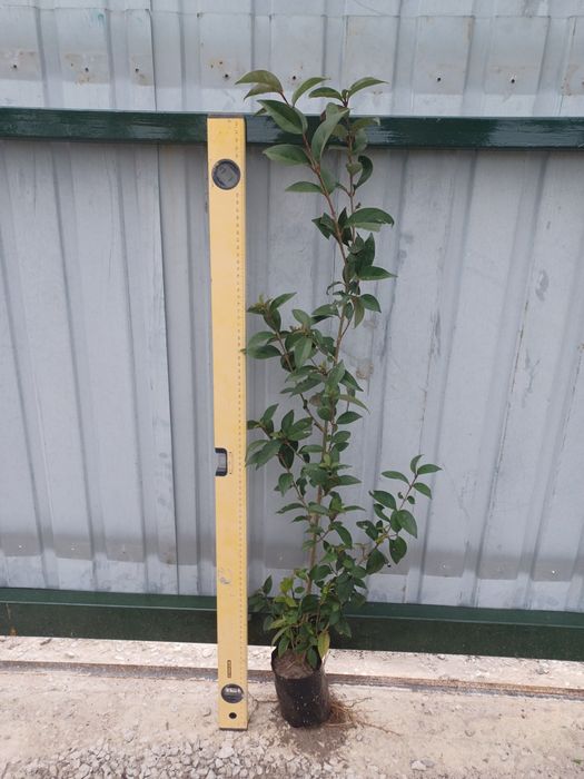 Sebes ligustrum para vedações vários tamanhos