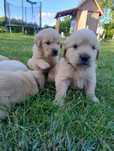 Golden retriever szczenię złote do odbioru na początku wakacji