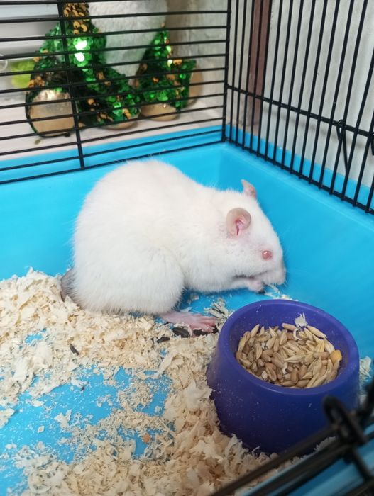 Продам крыс с клеткой 550 грн