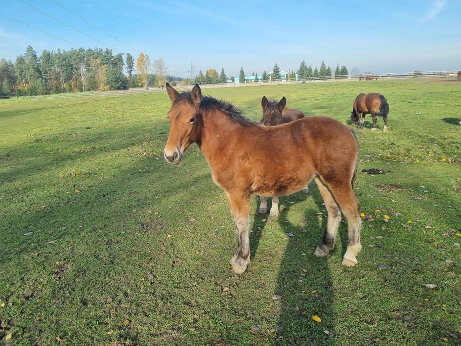Konie zimnokrwiste, źrebaki, odsadki