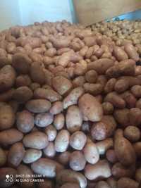 Домашня картопля, картофель, картошка ,бульба