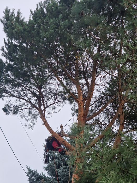 Wycinka drzew i krzewów, usługi rębakiem, usługi glebogryzarką, zwyżka