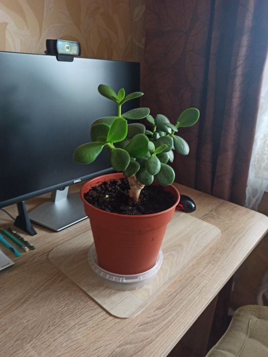 Денежное дерево - Красула,, Кротон.