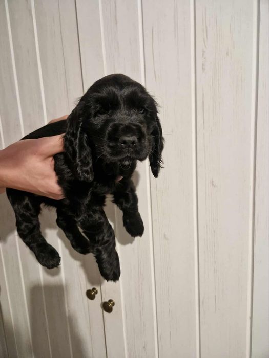 Piesek Cocker spaniel