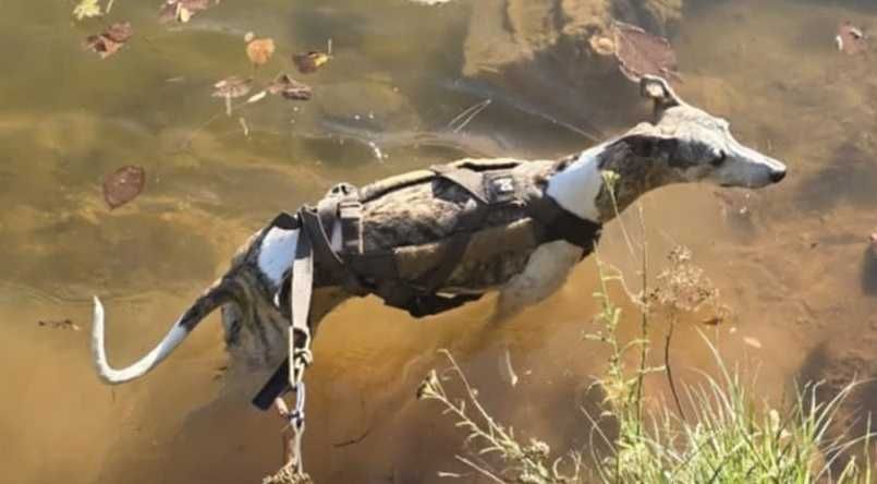 Szelki dla psa Non-Stop Dogwear Freemotion harness WD canicross rozm 4