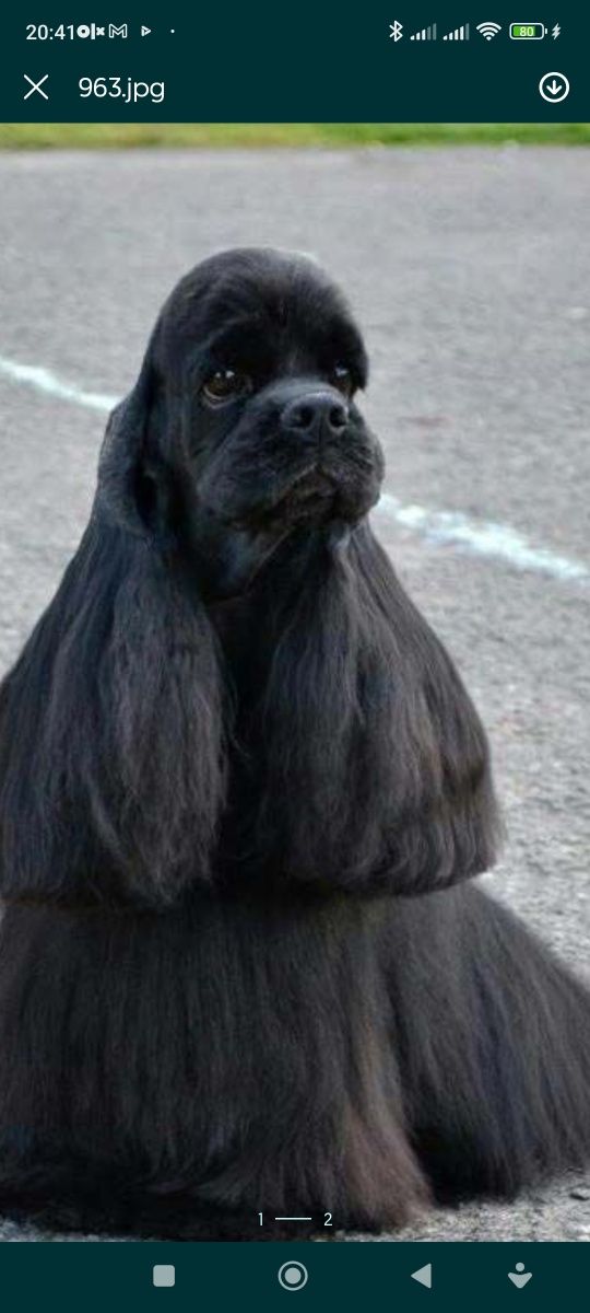 Cocker spaniel Americano