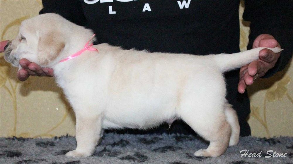 Щенки Лабрадора ретривера